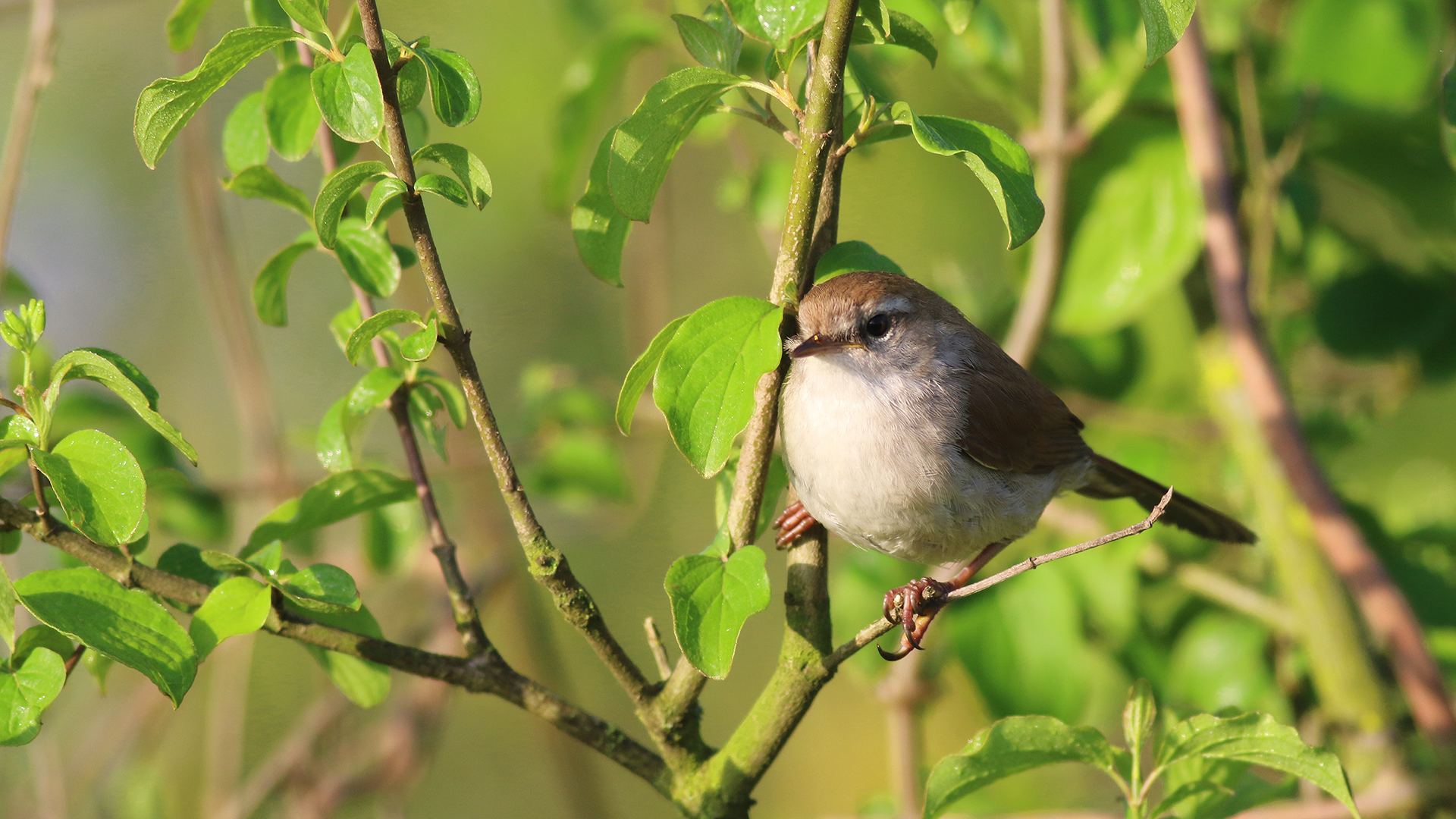 Cetti's Warbler